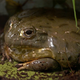 A big frog.
